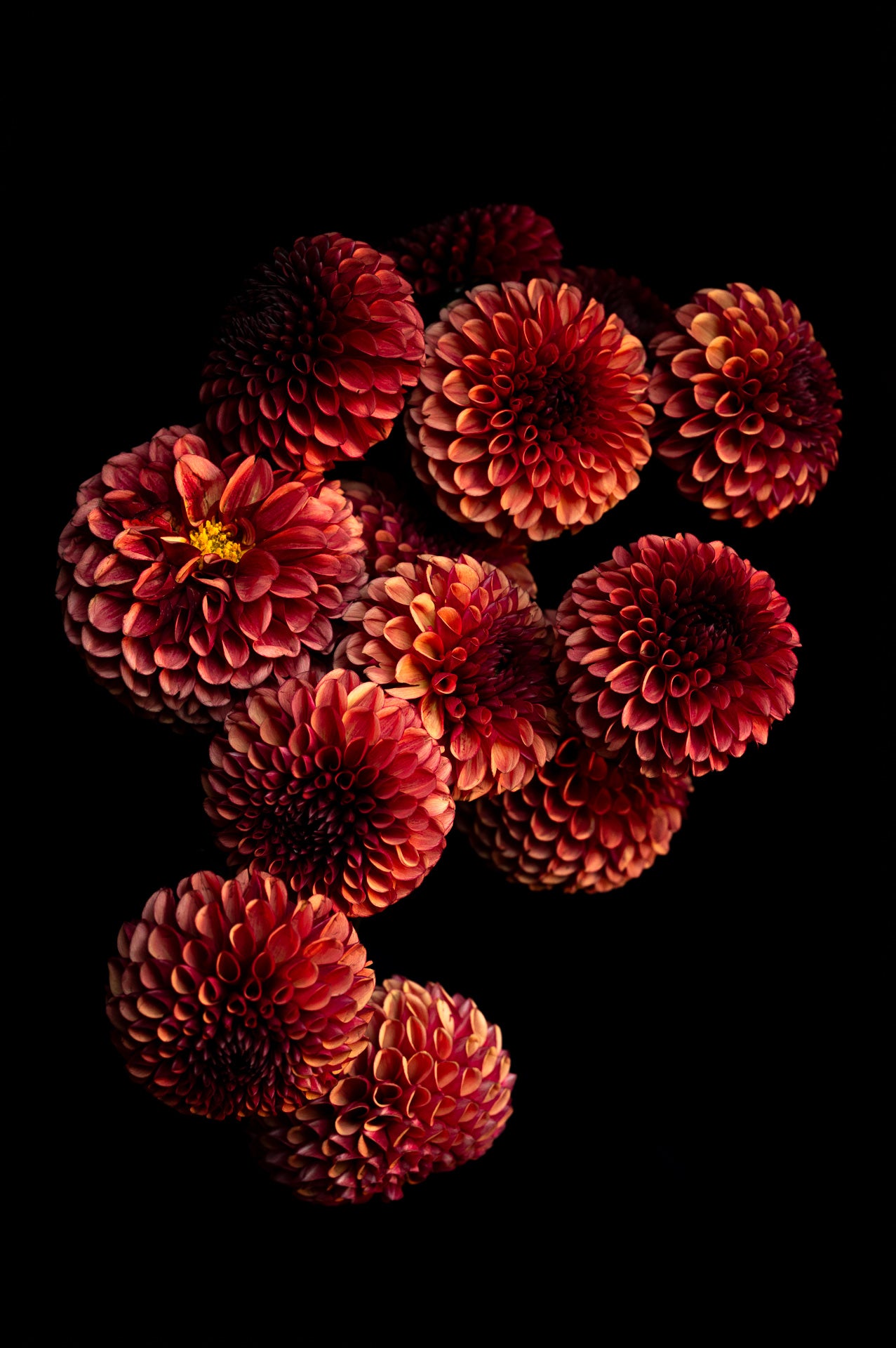 Copper_Boy_dahlia_fine_art_pri