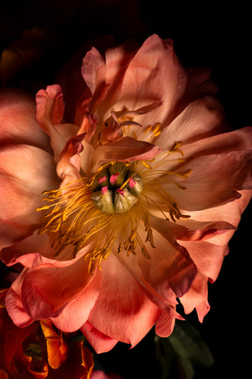 Peony Coral Charm Fine Art Print