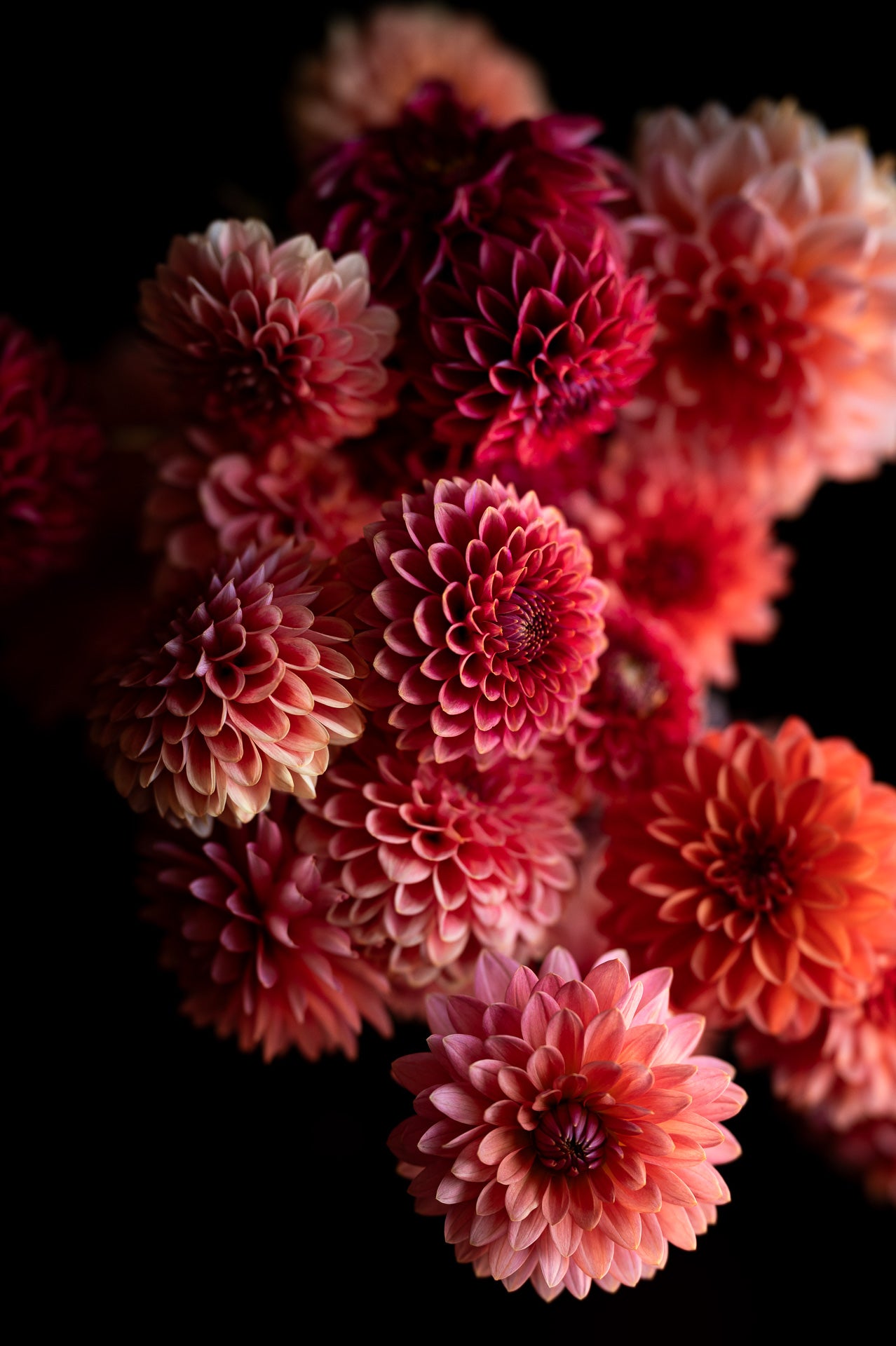 Dahlias