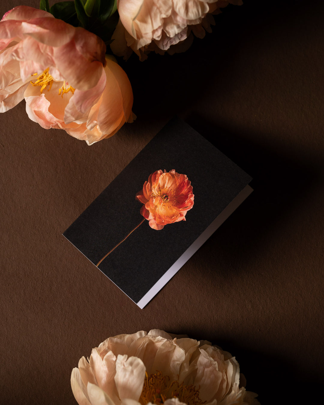 single coral peony card