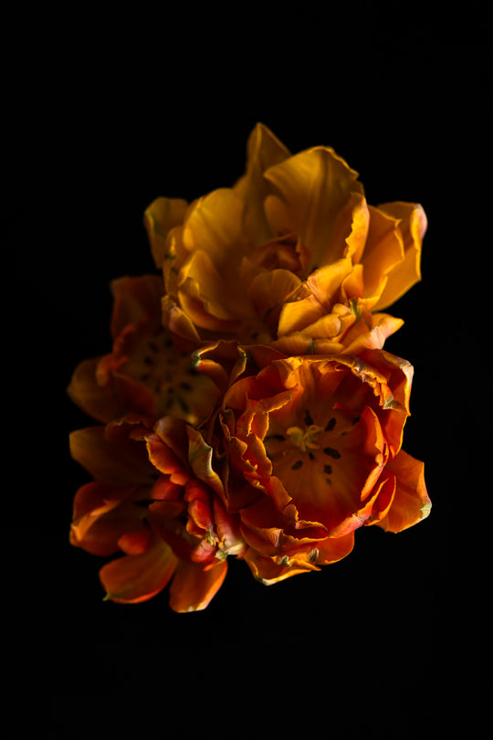 tulips fine art print - yellow and orange flowers