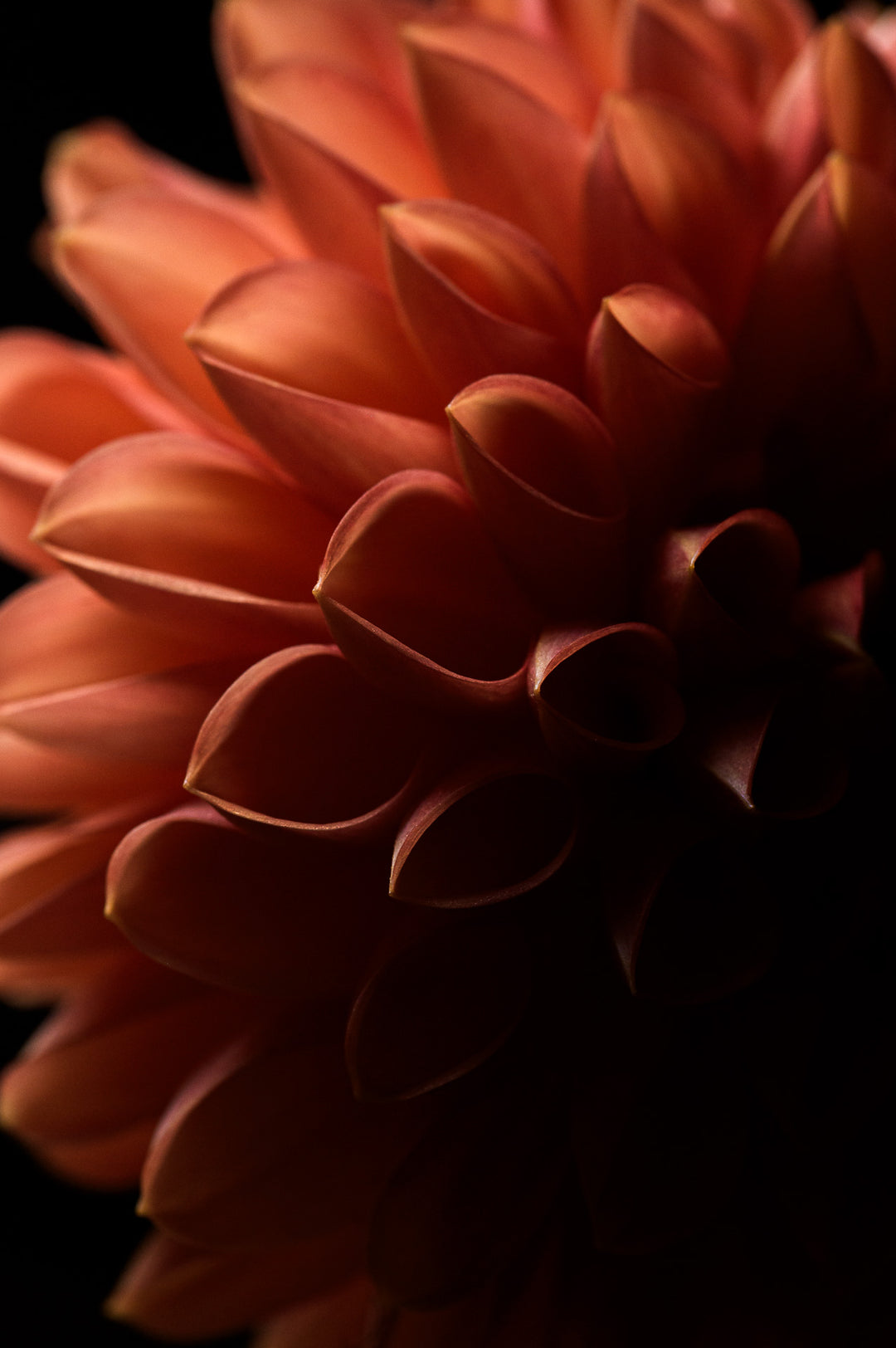 close up image of a peach dahlia flower and all the detail of the petals