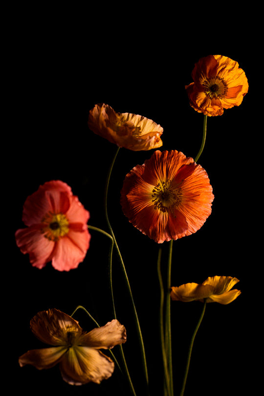 fine art print with orange and pink poppies