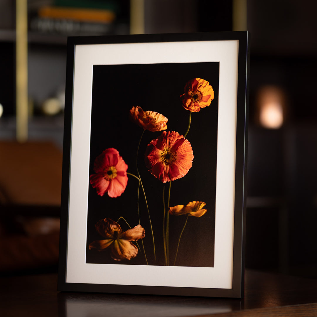 bright and happy orange and pink and yellow poppies