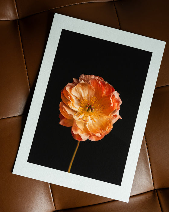 Peony Coral Charm Fine Art Print A4