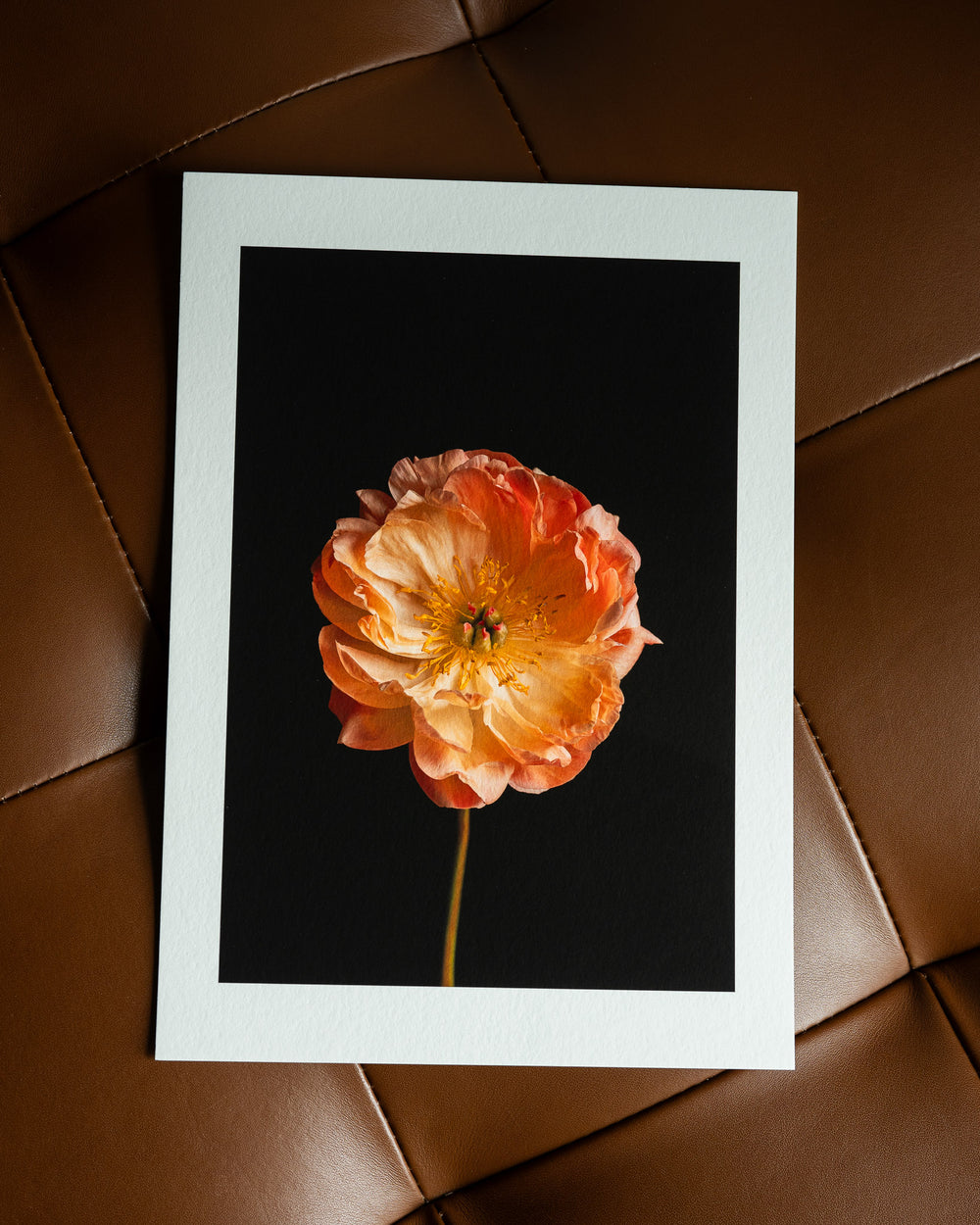 Peony Coral Charm Fine Art Print A4
